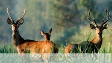 Wohnen am Hischgarten! *VERKAUFT!* Stilvolles Wohnen direkt am Hirschgarten!